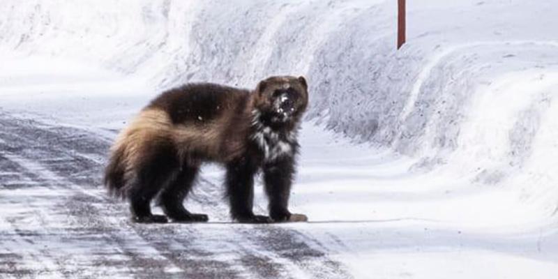 Rare wolverine photographed in Yellowstone National Park