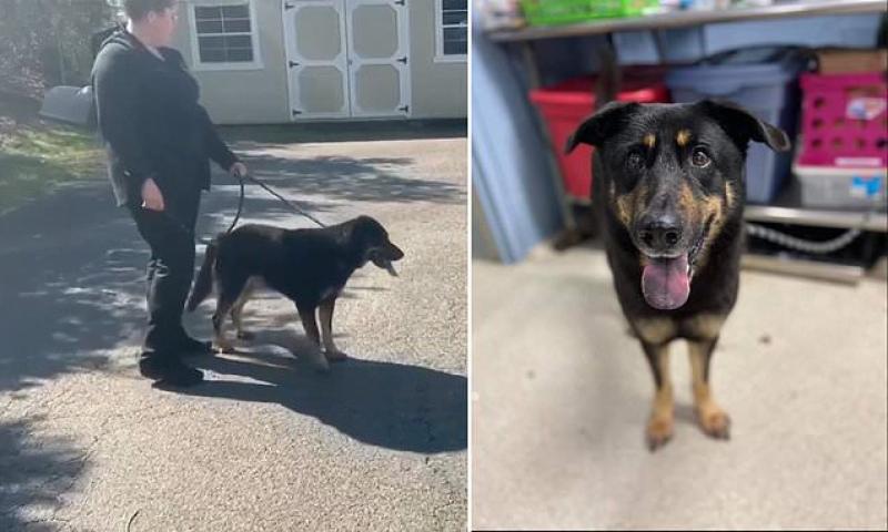 Dog called Fezco is dumped at North Carolina shelter after it humped another male canine