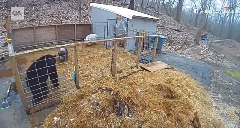 Woman stunned by pig pen surveillance video as pet pigs fight off bear