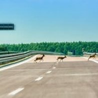 Pennsylvania Deer Keep Jumping to Death From Bridge in 'disturbing' Scenes