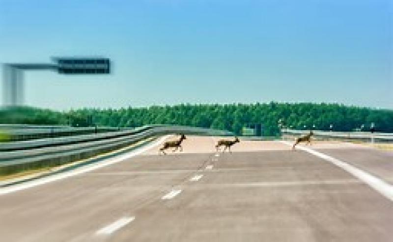 Pennsylvania Deer Keep Jumping to Death From Bridge in 'disturbing' Scenes