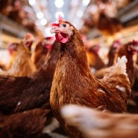 Bird flu outbreak in the US: Human risk remains low, CDC says