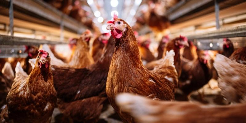 Bird flu outbreak in the US: Human risk remains low, CDC says