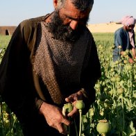 Taliban ban poppy cultivation in Afghanistan in drug crackdown