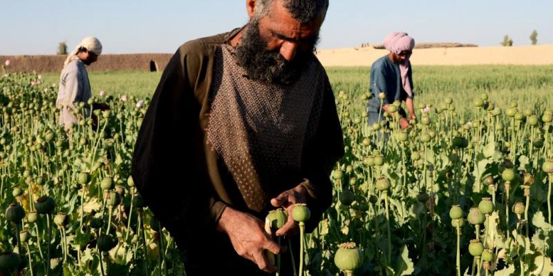 Taliban ban poppy cultivation in Afghanistan in drug crackdown