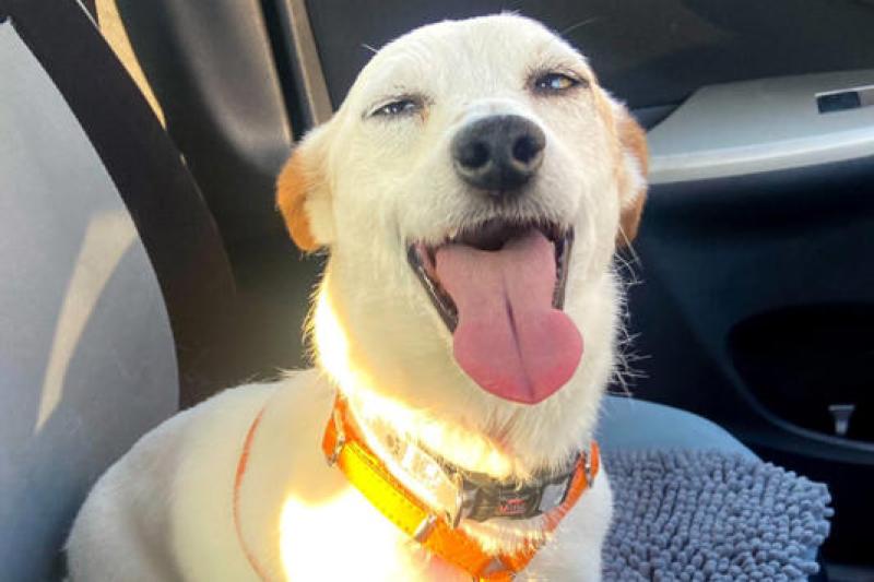 'Out of Sorts': Internet Laughs at Dog's Hilarious Photo After Vet's