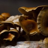 New study suggests mushrooms may talk to each other with up to 50 'words'