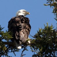 Bird flu spreads to 30 states, killing bald eagles and raising egg prices