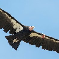 After more than a century, California condors soar over Yurok tribal lands once again - Los Angeles Times