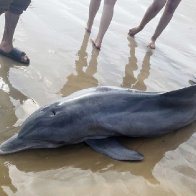 Rewards offered after dolphin 'harassed to death' on Texas beach, another impaled in Florida