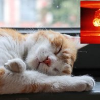 Sleeping cat literally has no clue how close it is to nuclear annihilation