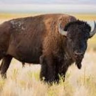 Yellowstone visitor, 25, is gored by a bison and tossed 10 feet in the air
