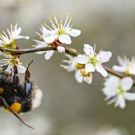 California court ruling that bees are fish is bad for logic but good for humans