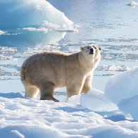 A group of polar bears in Greenland offer hope about climate adaptability