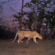 Big cats in urban jungle: LA mountain lions, Mumbai leopards | AP News