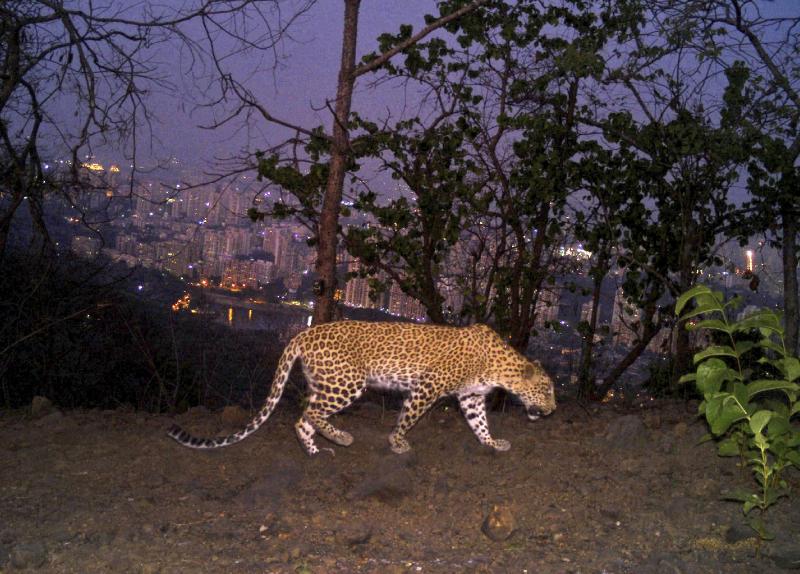 Big cats in urban jungle: LA mountain lions, Mumbai leopards | AP News