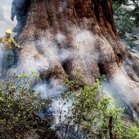 Yosemite wildfire threatens grove of iconic sequoia trees | AP News