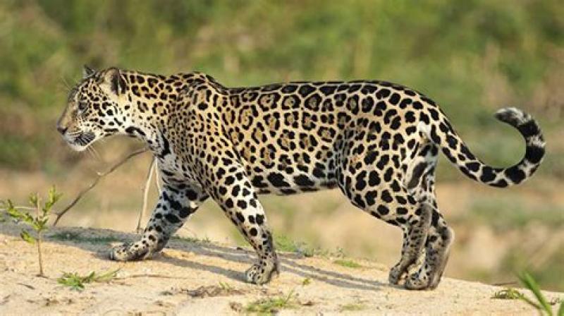 A few jaguars now roam the Arizona borderlands—why that's a big deal