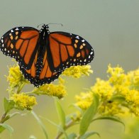 Monarch butterflies are in trouble; Here's how you can help | AP News