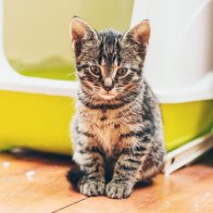 Cat watching you scoop litter box with quiet authority of tiny feudal lord