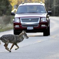 Cry wolf? Debate over presence of wolves in Northeast | AP News