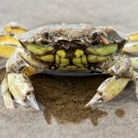 Green crabs have already invaded Washington's shorelines. Now they're heading to Alaska.