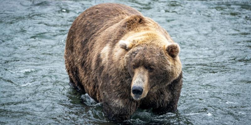 Fat Bear Week 2022: Voting begins for the brown bears in Katmai National Park