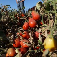 California's drought withers tomatoes, pushing grocery prices higher | Reuters