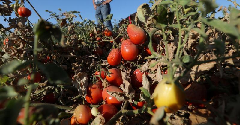 California's drought withers tomatoes, pushing grocery prices higher | Reuters