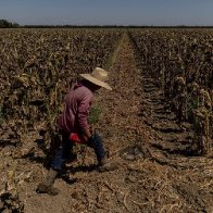 Extreme weather could push food inflation even higher | CNN Business