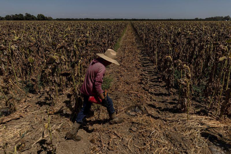 Extreme weather could push food inflation even higher | CNN Business