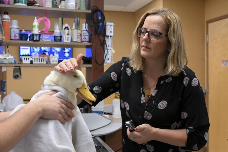 What spiking US veterinary prices reveal about inflation | AP News