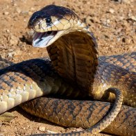 Man's penis rots after being bitten by snake in South Africa