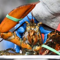 Why Whole Foods pulled Maine lobster from stores and what's next