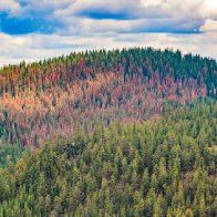 'Firmageddon': Researchers find 1.1 million acres of dead trees in Oregon