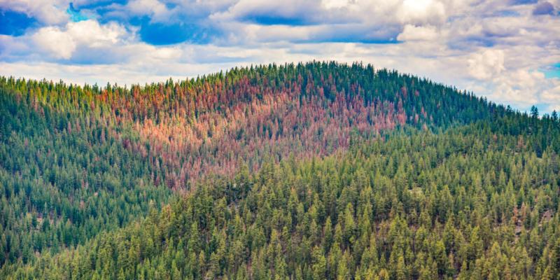 'Firmageddon': Researchers find 1.1 million acres of dead trees in Oregon