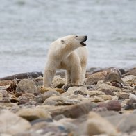 Canadian polar bears near 'bear capital' dying at fast rate | AP News