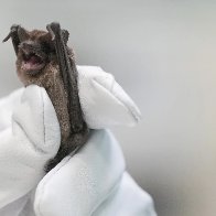 Bats plunge to ground in cold; saved by incubators, fluids | AP News