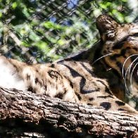 Clouded leopard who escaped at Dallas Zoo is found after enclosure was cut, police say