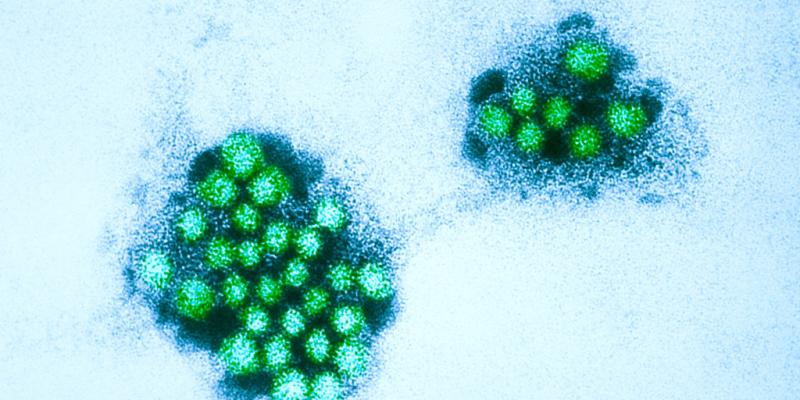 Norovirus spreading in 2023: Symptoms and how the virus transmits