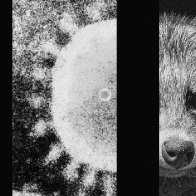 The Strongest Evidence Yet That an Animal Started the Pandemic