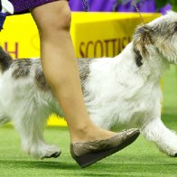 Buddy Holly, the petit basset griffon Vendeen, wins Westminster dog show