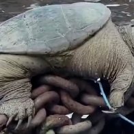 'Chonkosaurus,' a Chicago River snapping turtle, goes viral