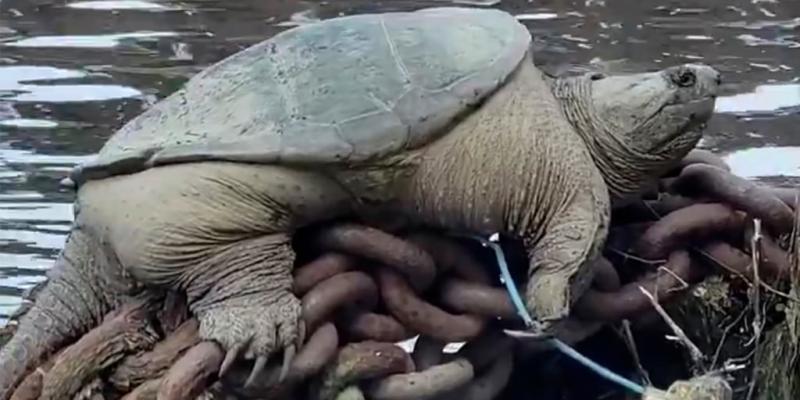 'Chonkosaurus,' a Chicago River snapping turtle, goes viral