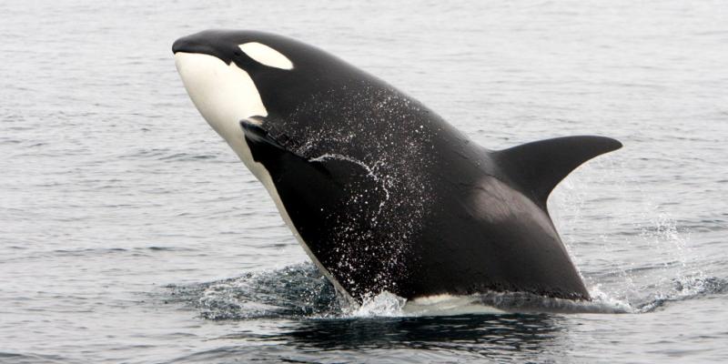 Orcas sank three boats off the coast of Portugal, but don't call them 'killer' just yet
