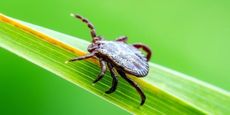 Summer illnesses to watch for in 2023: Covid, HMPV, Lyme Disease and more