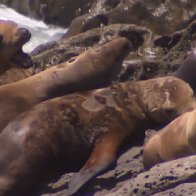 Sea lions aren't acting like themselves — they're more aggressive because of algae bloom in California