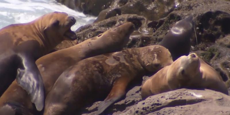 Sea lions aren't acting like themselves — they're more aggressive because of algae bloom in California