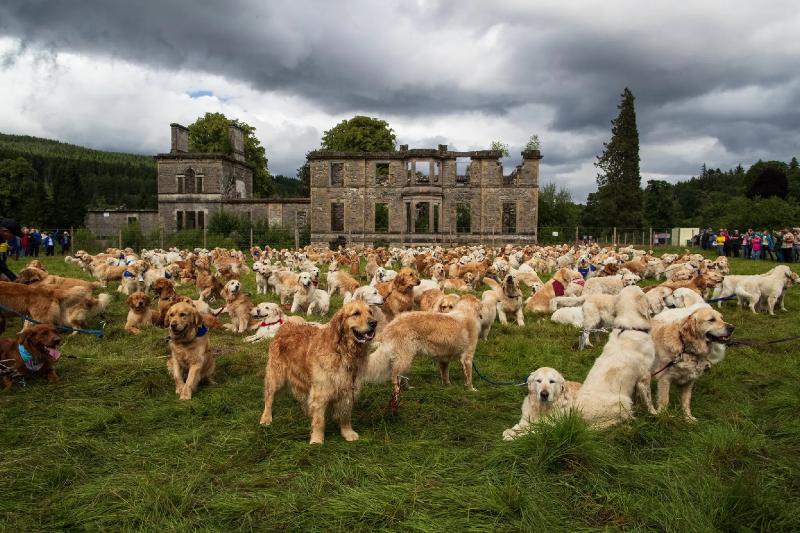 Why Did 488 Golden Retrievers Gather in Scotland?