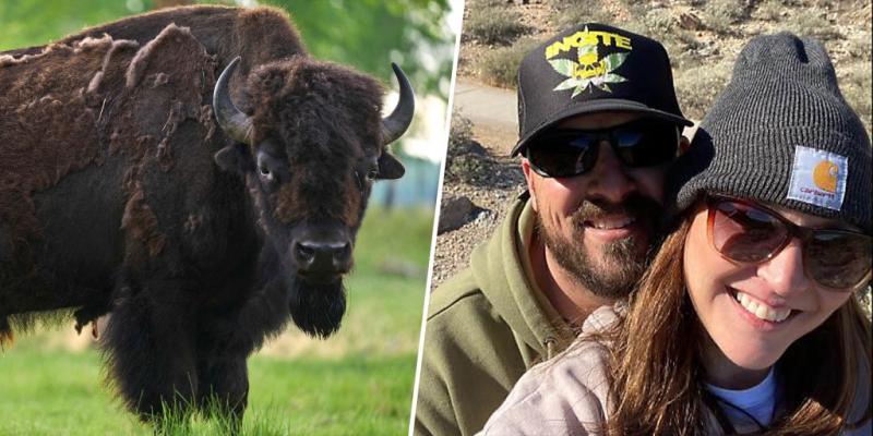 Woman gored by bison during Yellowstone  trip gets engaged next to hospital bed